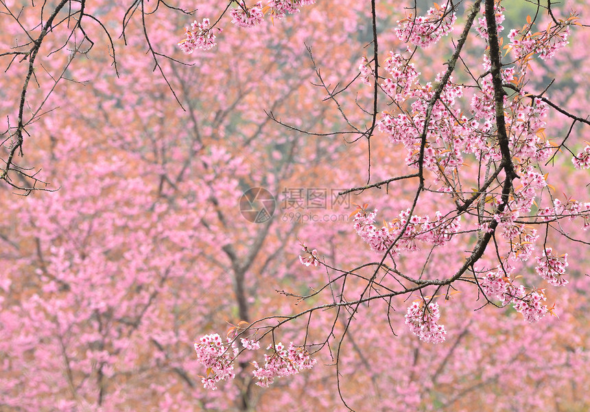 野生棕榈樱花粉色花瓣植物黄色公园荒野木头叶子蜡质季节图片
