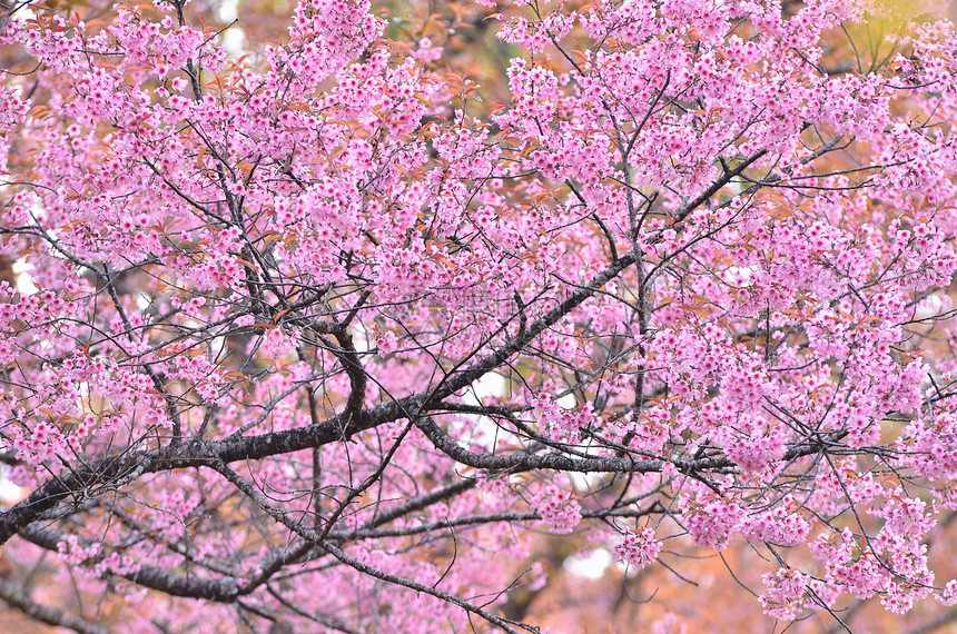 野生棕榈樱花叶子荒野蜡质粉色季节木头花瓣公园黄色植物图片