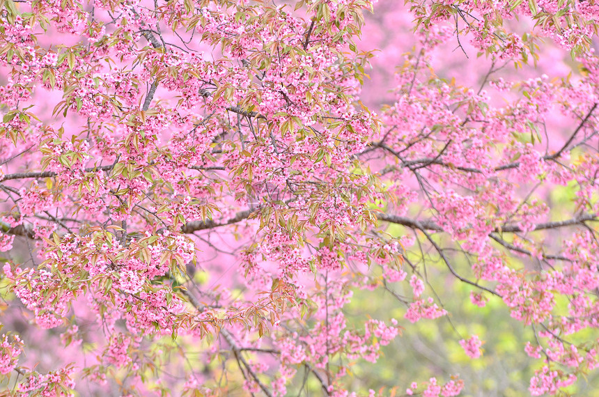 野生棕榈樱花木头荒野黄色植物公园粉色季节叶子花瓣蜡质图片