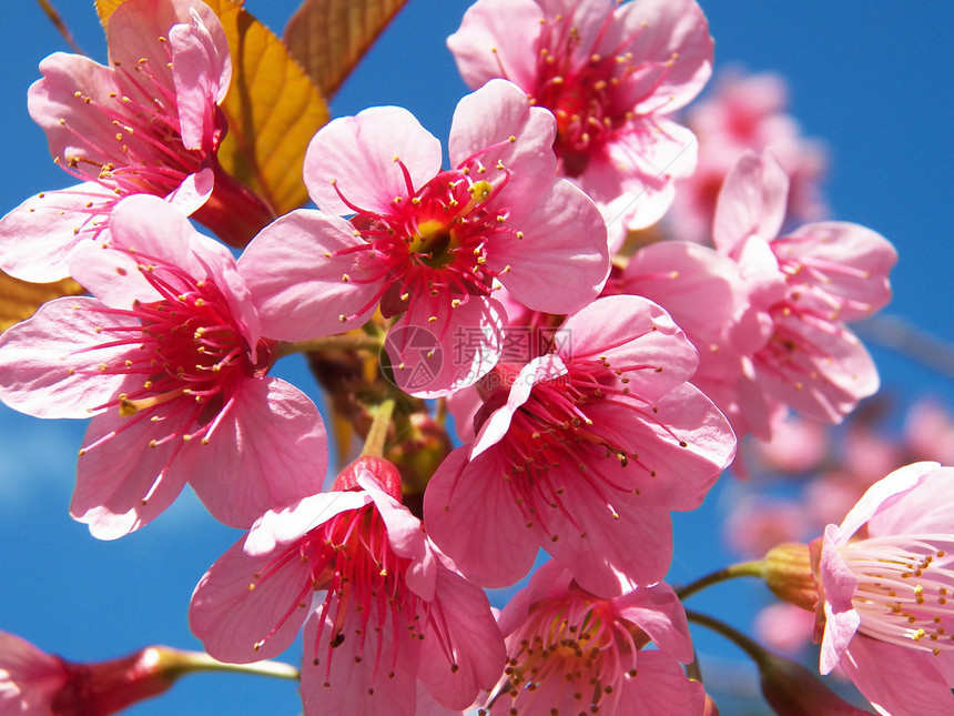 狂野喜马拉雅山樱桃 泰国萨库拉荒野团体季节樱花植物花园天空蓝色亚科情人图片
