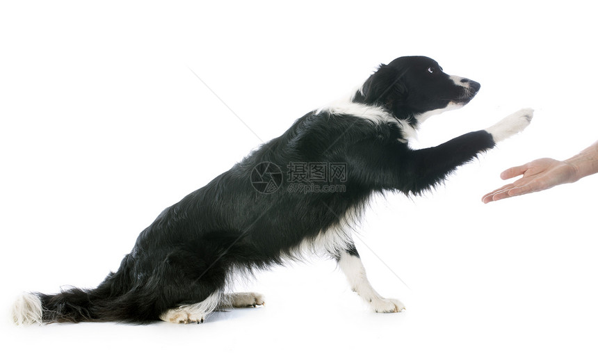 边边框collie犬类动物黑色女性白色宠物牧羊犬爪子图片