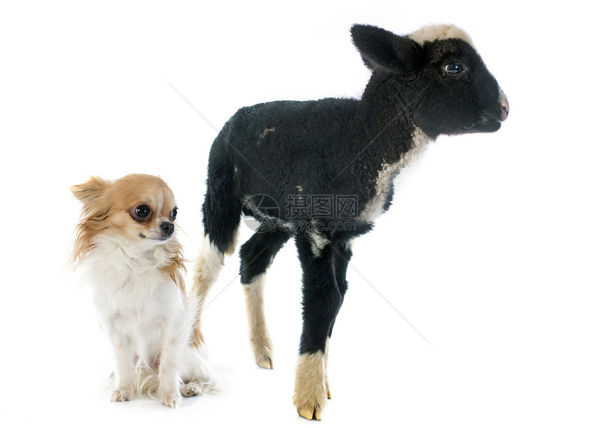 年轻羊羔和吉华花工作室宠物动物白色朋友们黑色婴儿内存家畜农场图片