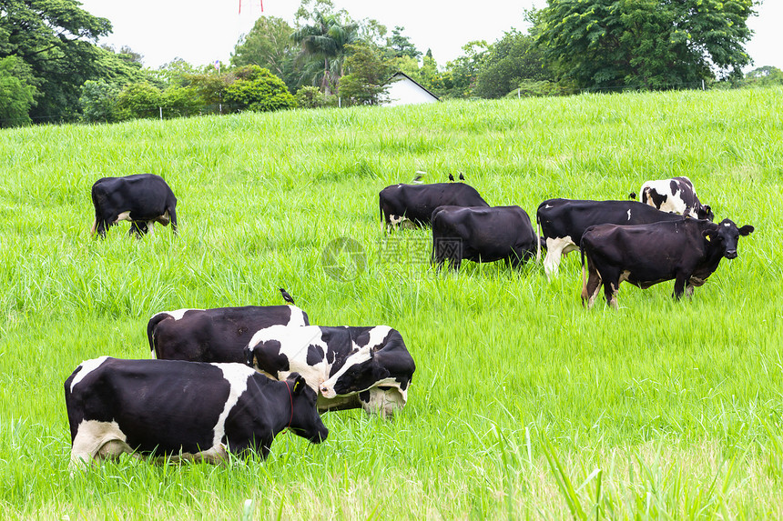 牛在牧场上黑色奶牛绿色白色乡村场地奶制品小牛哺乳动物家畜图片