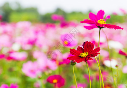 粉红宇宙花朵农村植物花瓣森林季节雏菊公园场地紫色草地背景图片