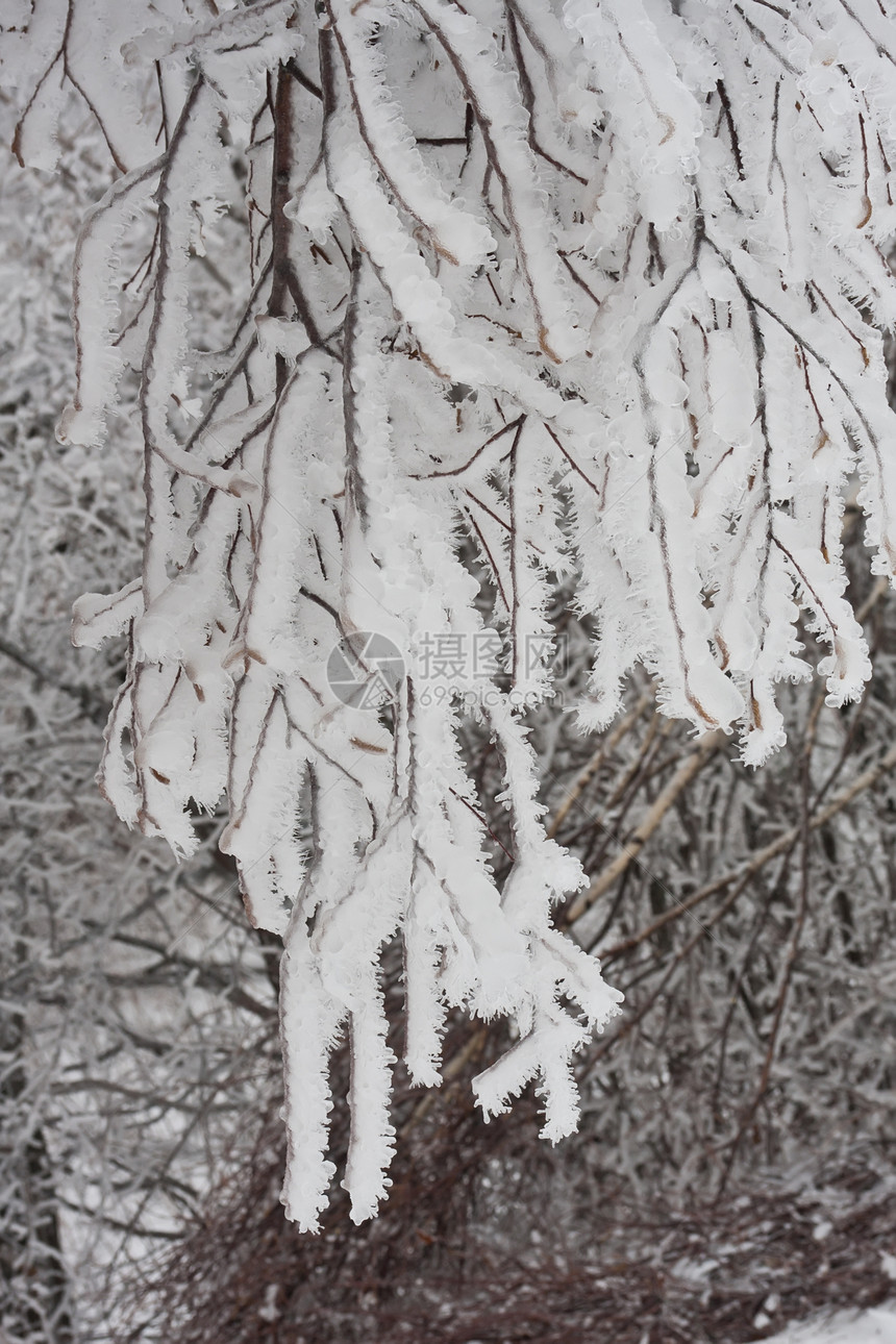 冬季森林树木冻结场景木头天空天气白色季节图片