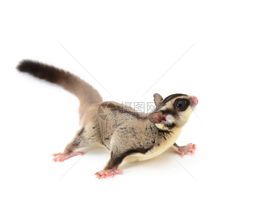 糖滑翔机松鼠动物哺乳动物野外动物飞行图片