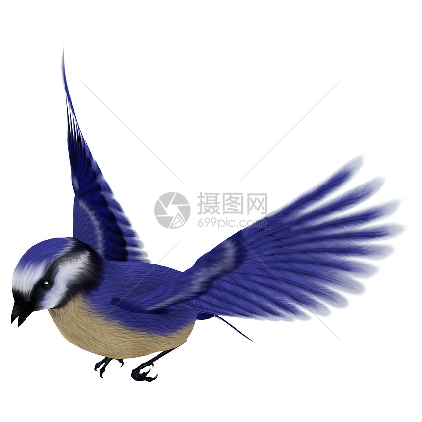 佛罗里达Jay Bird蓝色野生动物白色动物威胁动物群濒危光晕羽毛鸦科图片