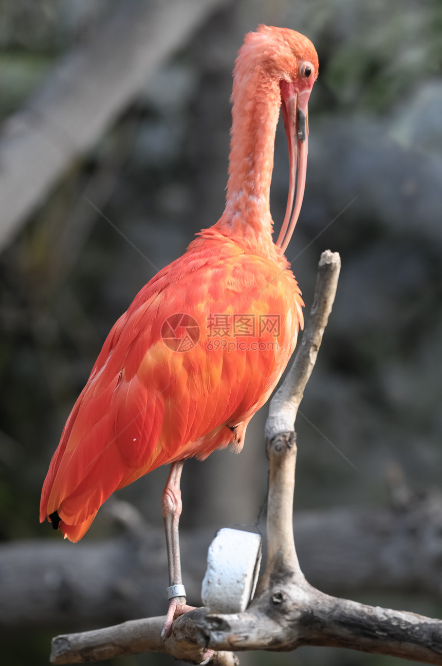 粉粉鹦鹉粉色情调热带羽毛异国红色环境橡胶绿色野生动物图片
