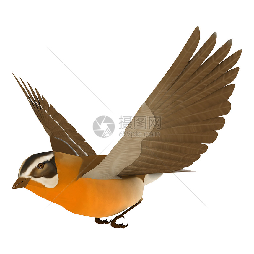 宋鸟哥罗斯比克翅膀动物群野生动物观鸟动物雀科鸟类白色羽毛荒野图片