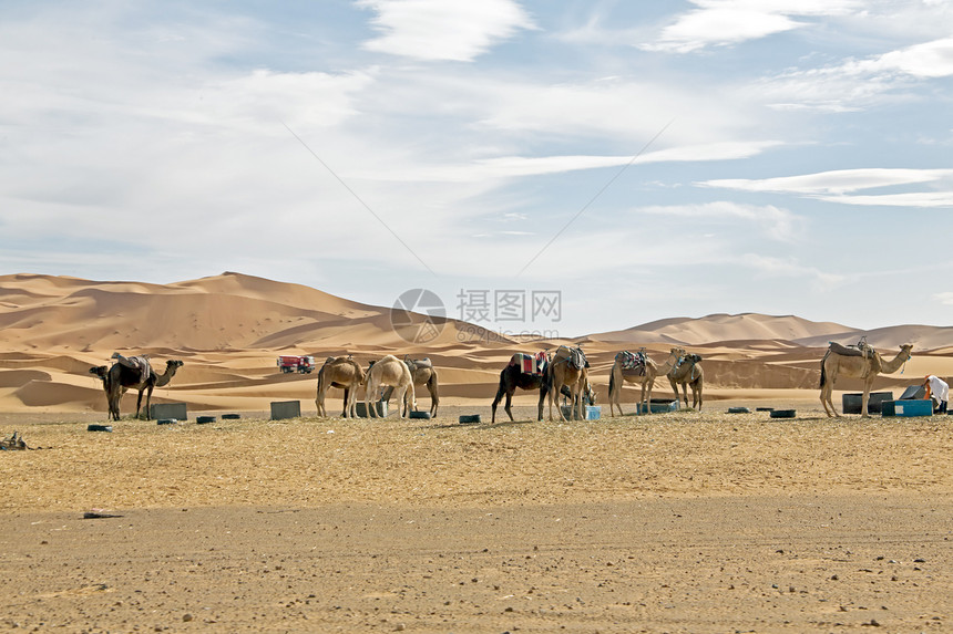 日落时撒哈拉沙漠的骆驼图片