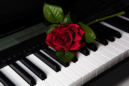 钢琴钥匙和玫瑰花背景图片