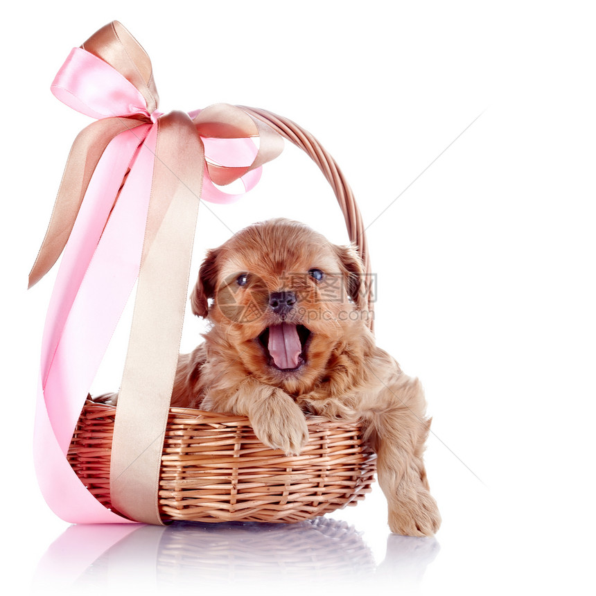 一只小狗在一篮子里拿着弓动物乐趣丝带好奇心贵宾猎犬爪子毛皮犬类友谊图片