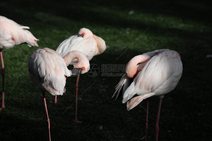 粉红成年人火烈哥白色动物园情调脖子荒野野生动物动物热带羽毛异国图片
