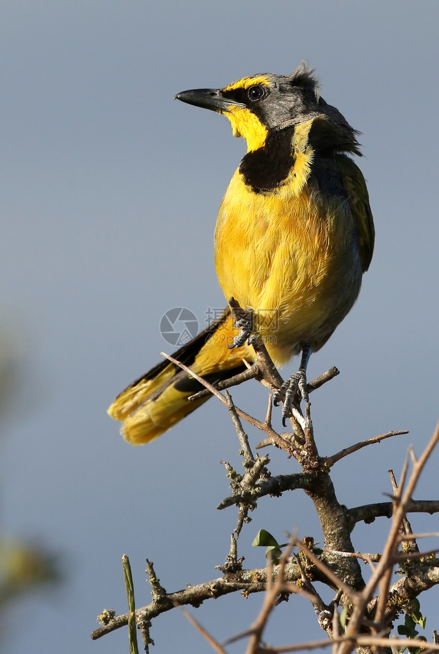 Bushshrike 或Bokmakierie鸟尾巴酒吧伯劳黄色黑色衬套眼睛羽毛警报栖息图片