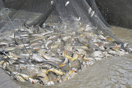 渔网中的鱼冲浪食物灰色钓鱼盐水荒野鸟类海岸线云盖海洋背景图片