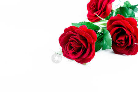 白色背景的玫瑰植物礼物展示婚礼邀请函背景图片