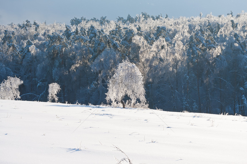 冬季森林白色季节天空太阳天气阳光树木木头冻结场景图片