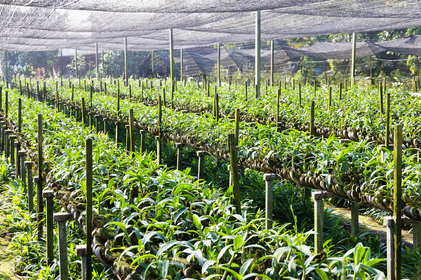 兰花农场花束花瓣草本植物场地生长叶子植物群植物园艺植物学图片