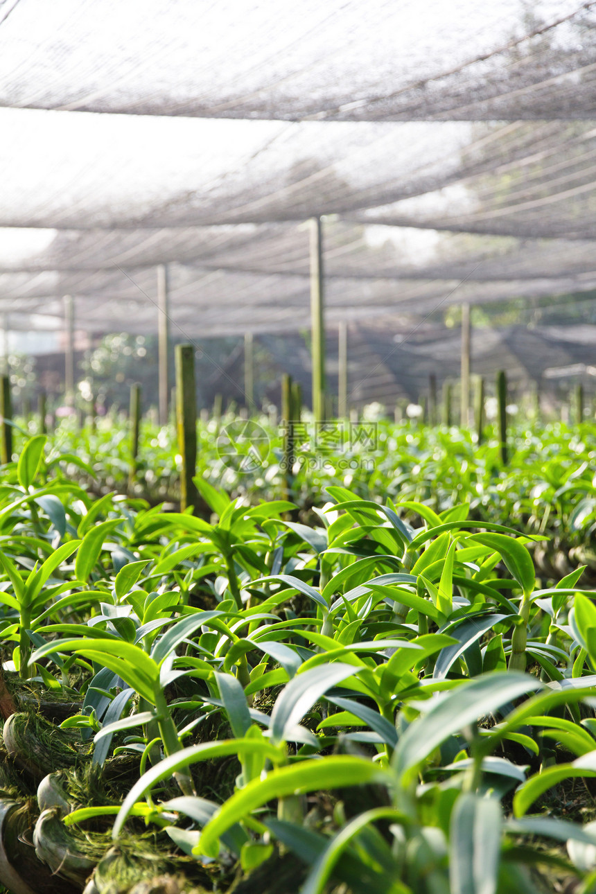 兰花农场植物群草本植物叶子花瓣苗圃生长场地花束花园草地图片