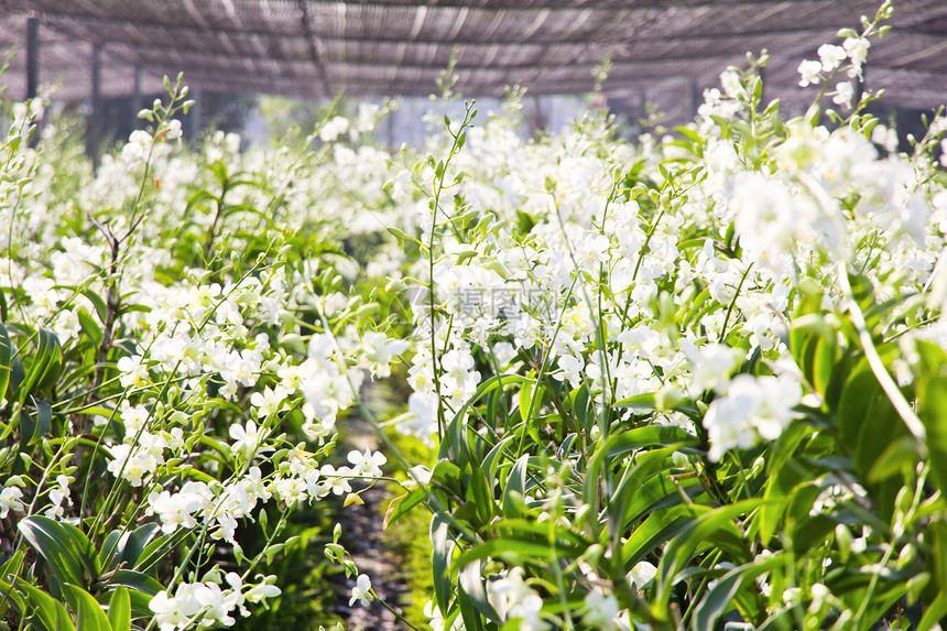 花园里花丛的兰花草本植物植物学草地花束热带农场场地生长植物植物群图片