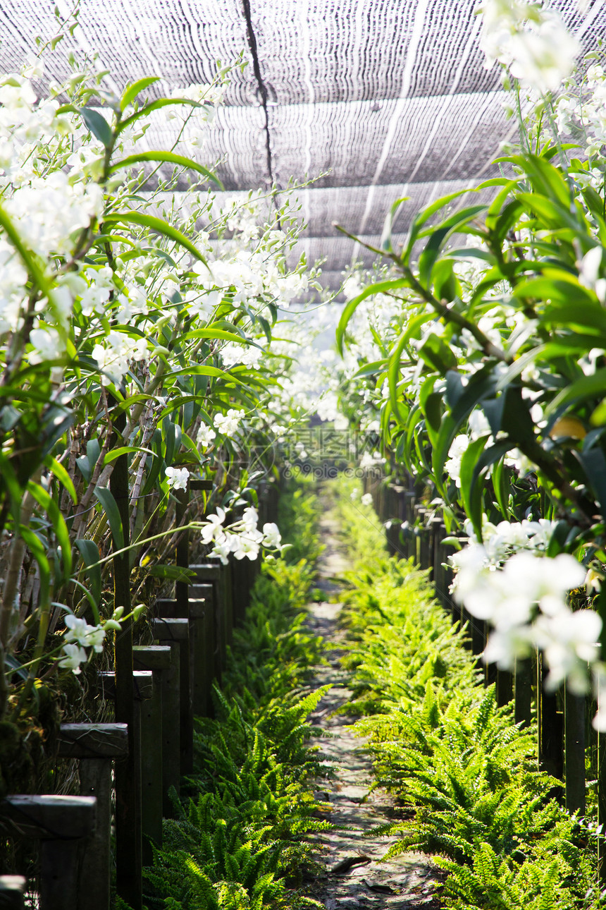 花园里花丛的兰花草本植物植物学热带园艺叶子植物植物群生长花瓣苗圃图片