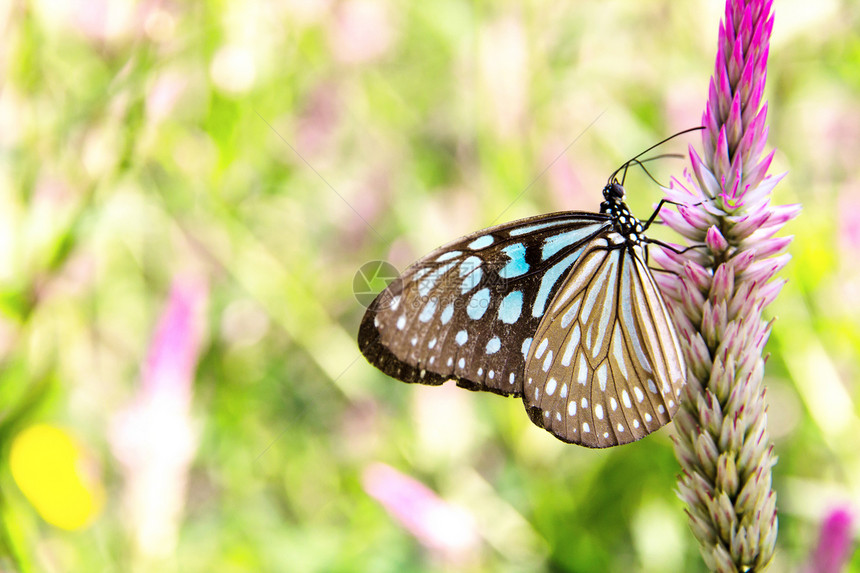 鲜花上常见的玻璃虎蝴蝶君主植物宏观花瓣叶子黄色花园宠物晴天季节图片