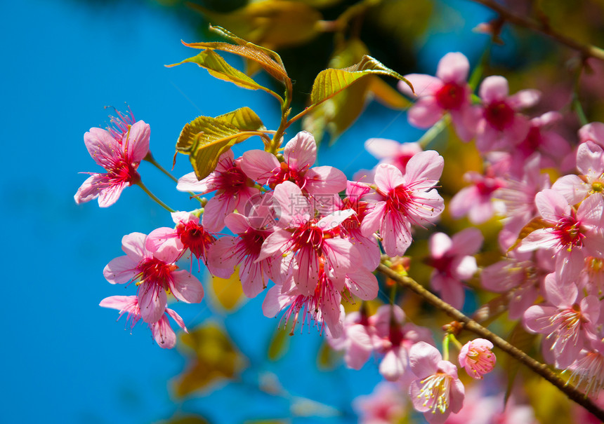 樱桃樱花生长文化花园叶子粉色公园季节花瓣植物图片