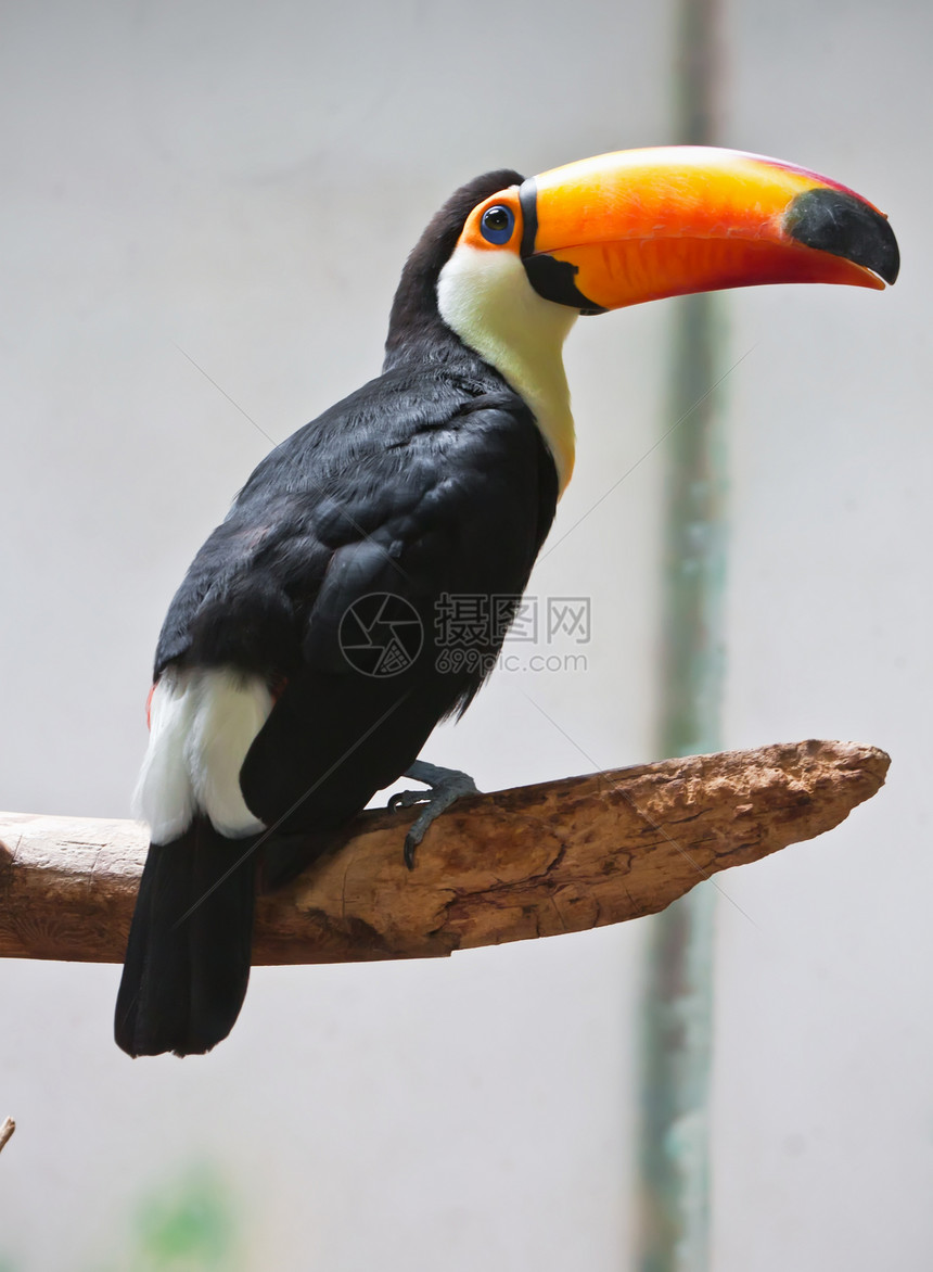 Toucan 土干森林情调动物园野生动物黑色动物丛林账单荒野羽毛图片