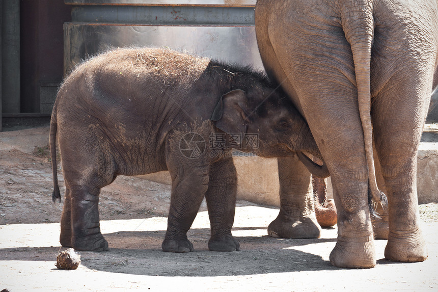 大象灰色动物野生动物动物园皮肤哺乳动物食草耳朵獠牙婴儿图片