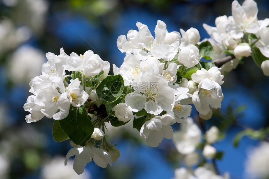 苹果花花宏观蓝色天空花瓣绿色花园植物苹果树白色果园图片