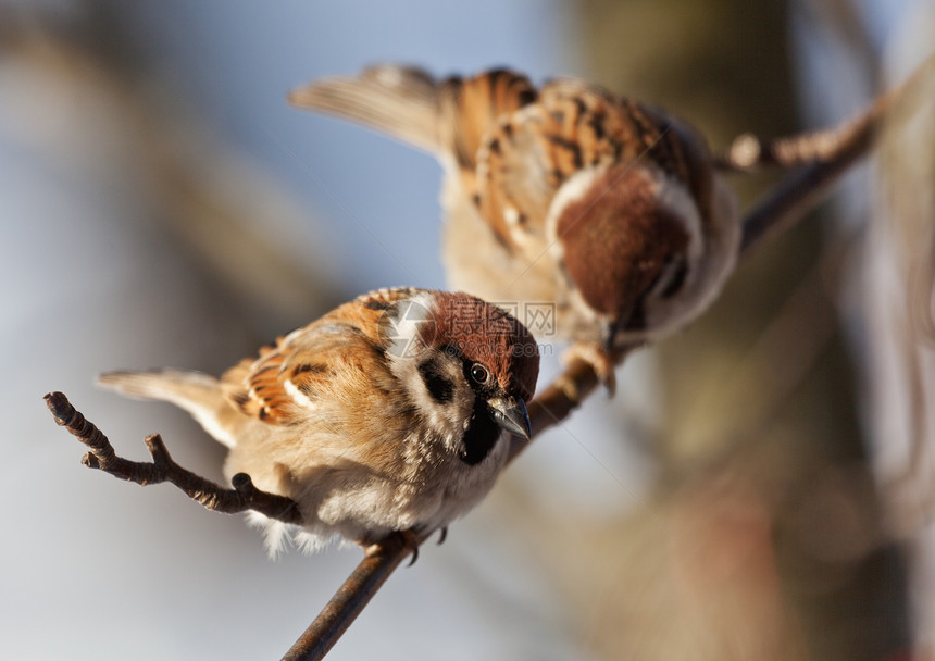 冬日麻雀荒野鸣禽野生动物城市宠物翅膀羽毛活动花园场景图片