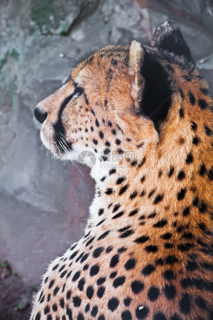 猎豹野生动物眼睛荒野濒危捕食者猎人动物园公园哺乳动物毛皮图片