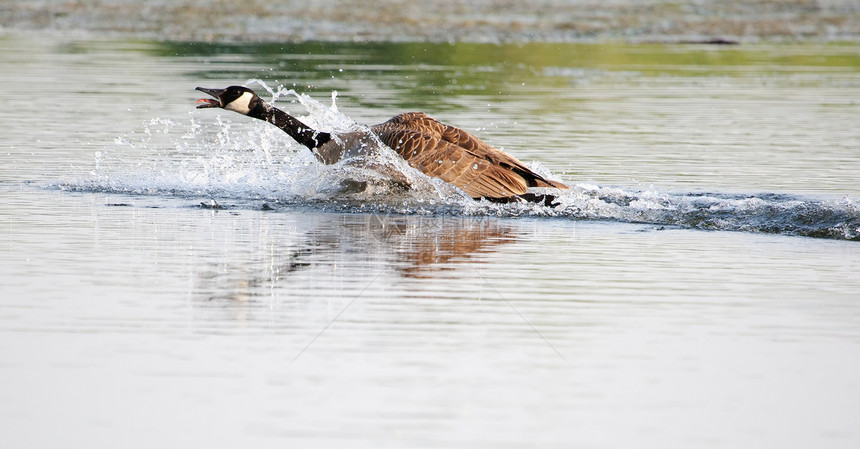 加拿大鹅在水上着陆羽毛眼睛游泳池塘季节鸟类动物群野生动物荒野翅膀图片