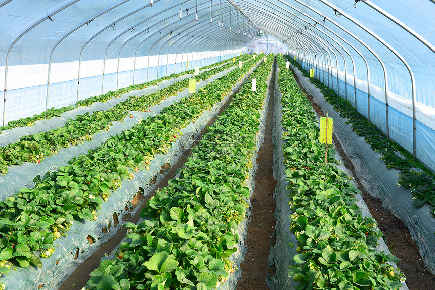 草莓农场生长隧道植物园艺农家栽培环境保护水果温室收获图片