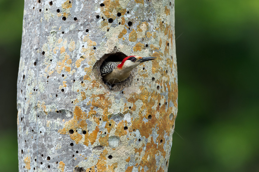 西印度 Woodpecker梅拉内斯超级仙人鱼荒野啄木鸟生物学女性森林阳光蓝色便便野生动物翅膀图片