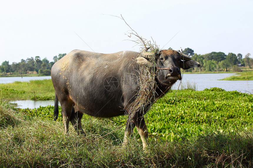 水牛动物文化肌肉农民工人农业工作黑色哺乳动物培育图片
