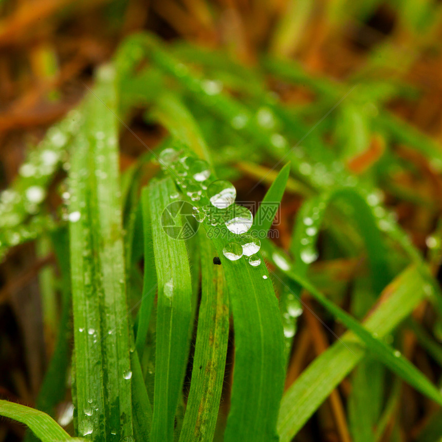 下滴树叶绿色叶子雨滴液体植物草地日出水滴宏观图片