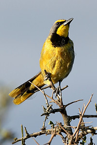 Bushshrike 或Bokmakierie鸟黄色羽毛栖息尾巴眼睛警报鸟类酒吧伯劳衬套背景图片