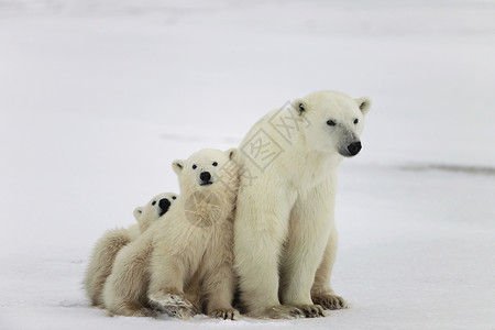 马尼托巴北极熊与幼崽蓝色婴儿危险天气荒野妈妈濒危捕食者食肉孩子们背景