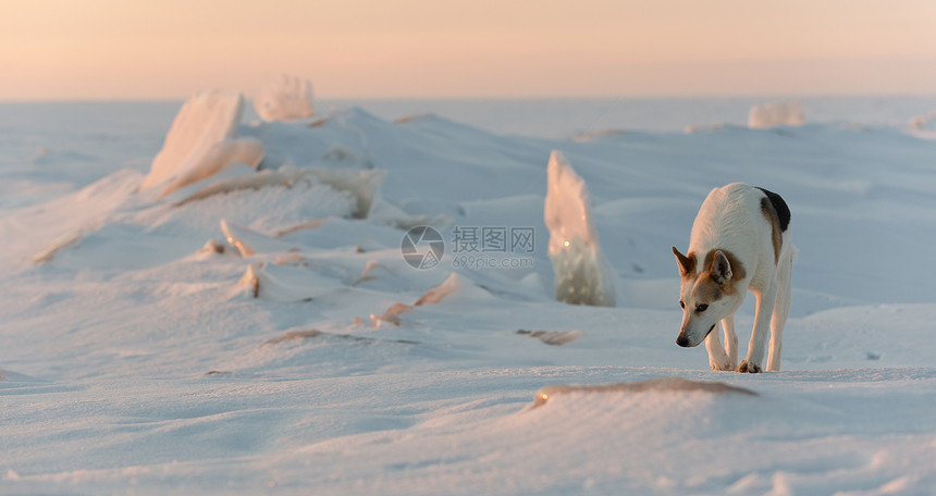 冬天的狗运动头发成人冰丘暮光混种日出打猎月亮日落图片