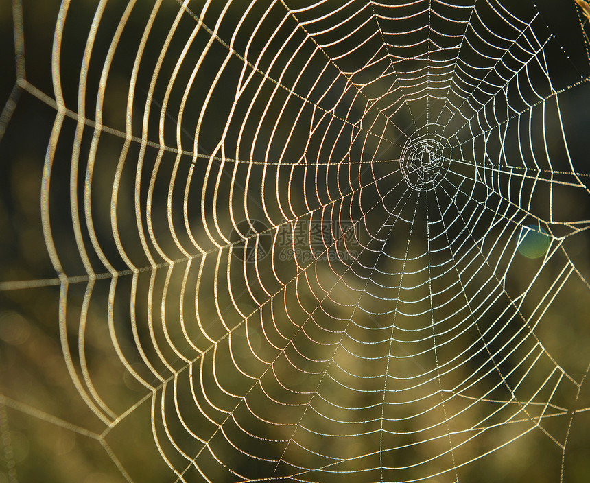 蜘蛛网背景太阳天气阳光蜘蛛环境宏观反射框架陷阱网络图片