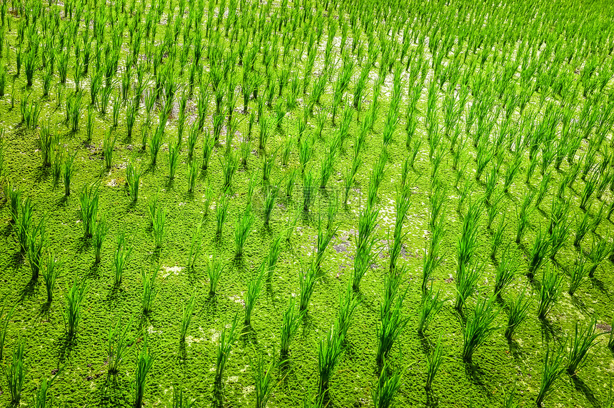 绿稻田种植详情图片