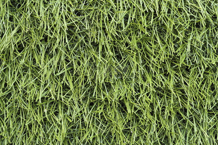绿色绿草质生长院子草地地面场地公园环境植物叶子草皮图片