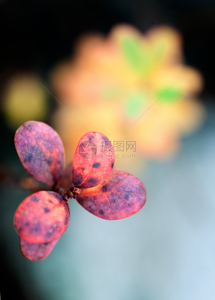 夕阳下的秋叶 夕阳下的秋叶日落荒野宏观深色覆盆子季节背景植物牛痘阳光图片