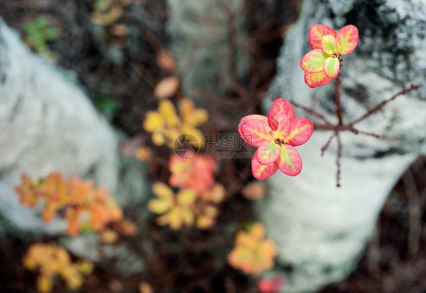 日落时秋叶季节叶子森林衬套牛痘阳光深色覆盆子环境日出图片