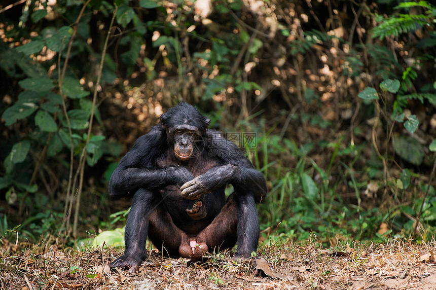 博诺博潘帕尼斯库斯肖像灵长类濒危蓝色黑猩猩动物刚果平底锅侏儒哺乳动物荇菜图片