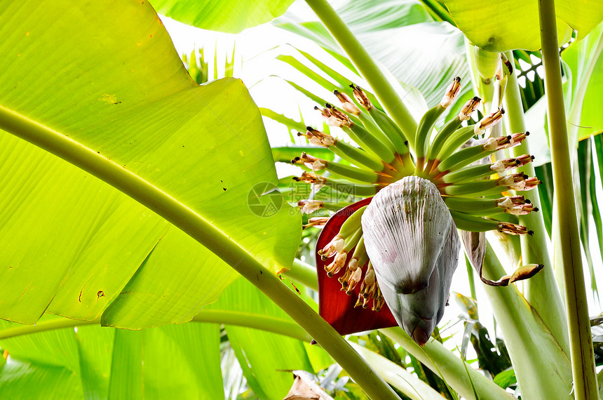 香蕉花生长香蕉农业花园灌木花瓣水果丛林植物热带图片