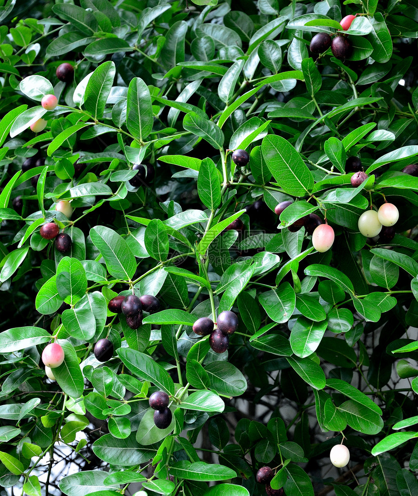 泰国的卡兰达水果异国树叶营养浆果情调农场食物蝴蝶热带植物图片