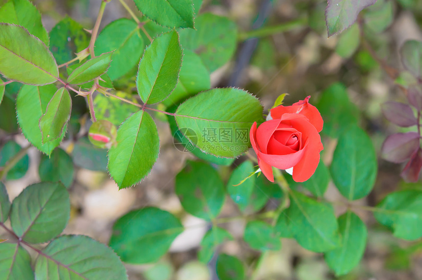 红玫瑰玫瑰植物群花瓣绿色植物红色花园叶子树叶场地图片