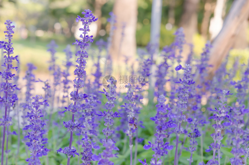 花园中的紫花朵薰衣草生长紫色绿色蓝色花瓣植物植物群树叶场地图片